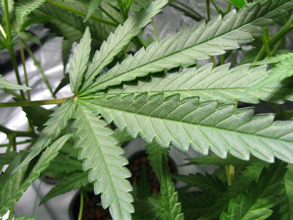 healthy-marijuana-leaf-1024x768